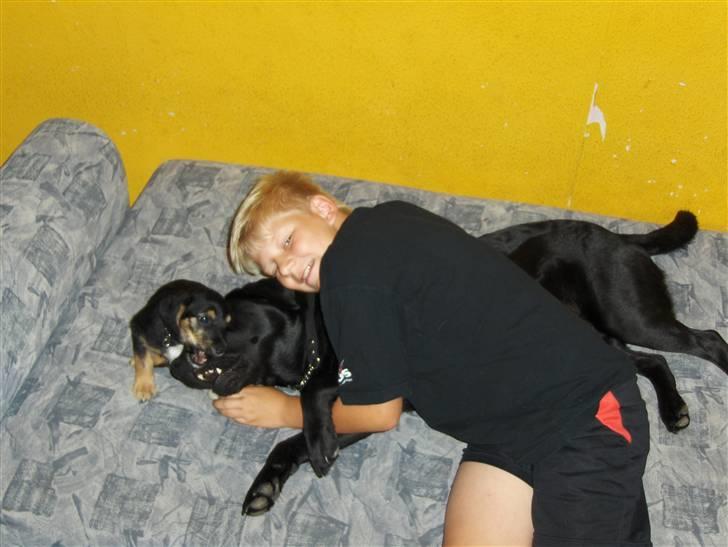 Labrador retriever Bamse r.i.p :"( savnet - her min dejlig Bamse med min lille bror!  billede 6