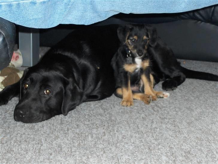 Labrador retriever Bamse r.i.p :"( savnet - her er Bamse og Tippi, hvor de ligger under vores sofa bord!  billede 7