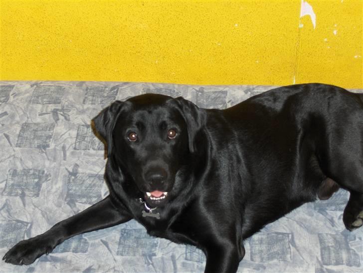 Labrador retriever Bamse r.i.p :"( savnet - ligger i min lille brors seng ;D  billede 8