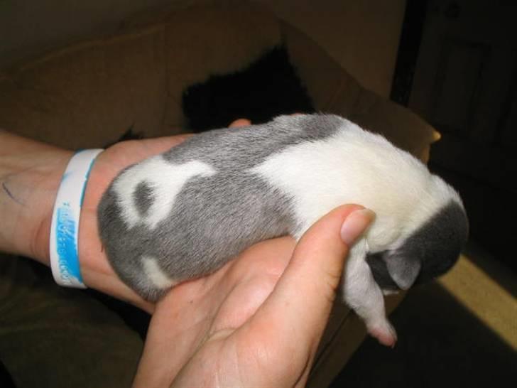 Staffordshire bull terrier Adam's Ghost Surprise billede 2