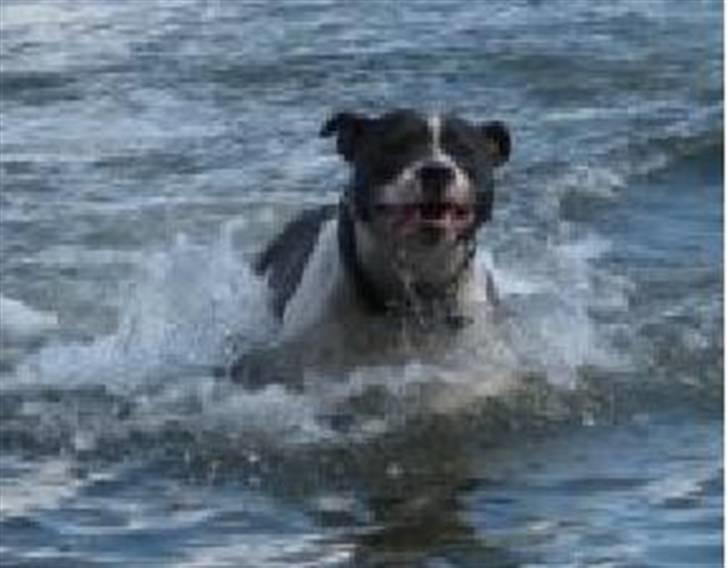 Staffordshire bull terrier Adam's Ghost Surprise billede 3