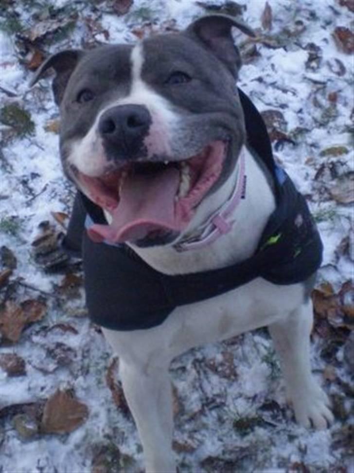 Staffordshire bull terrier Adam's Ghost Surprise billede 4