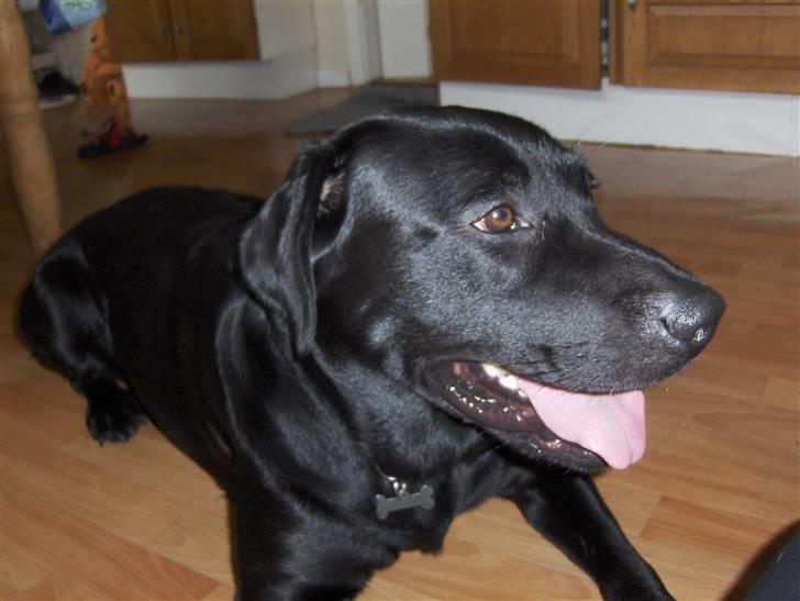 Labrador retriever Bamse r.i.p :"( savnet billede 9