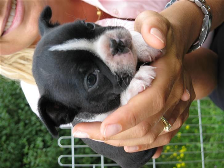 Boston terrier Emma Von H.M. - Emma 5 uger billede 8