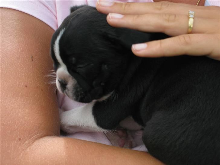 Boston terrier Emma Von H.M. - Emma 5 uger billede 9