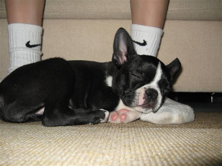 Boston terrier Emma Von H.M. - zzz zzz zz... billede 10
