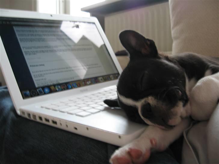 Boston terrier Emma Von H.M. billede 11