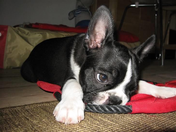 Boston terrier Emma Von H.M. billede 12