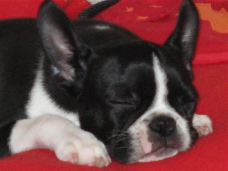 Boston terrier Emma Von H.M. billede 13