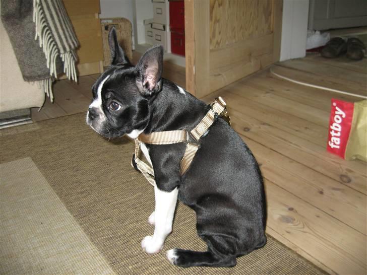 Boston terrier Emma Von H.M. billede 15