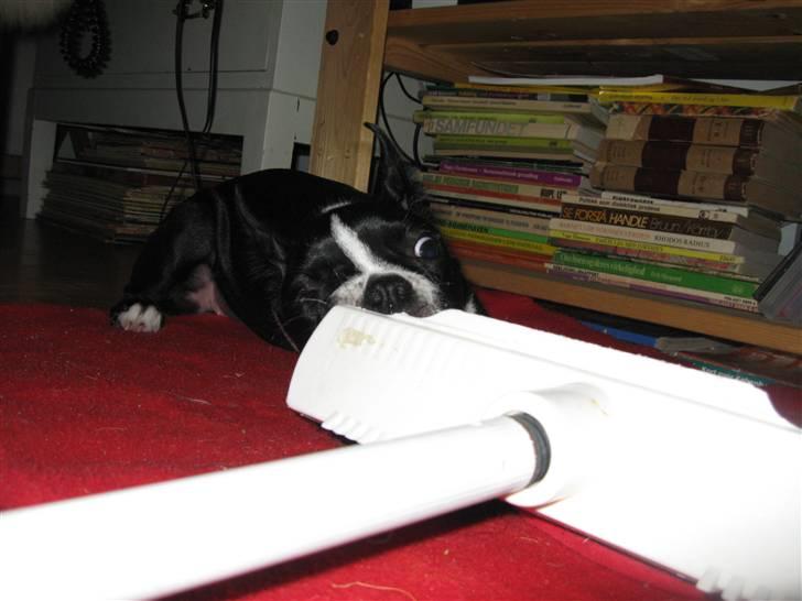 Boston terrier Emma Von H.M. billede 16