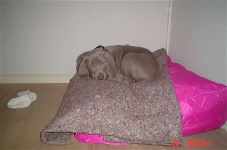 Weimaraner Baghera - 30/11.07 Baghera har været i sit nye hjem i godt 3 timer, og allerede faldet rigtig godt til ro.. billede 5