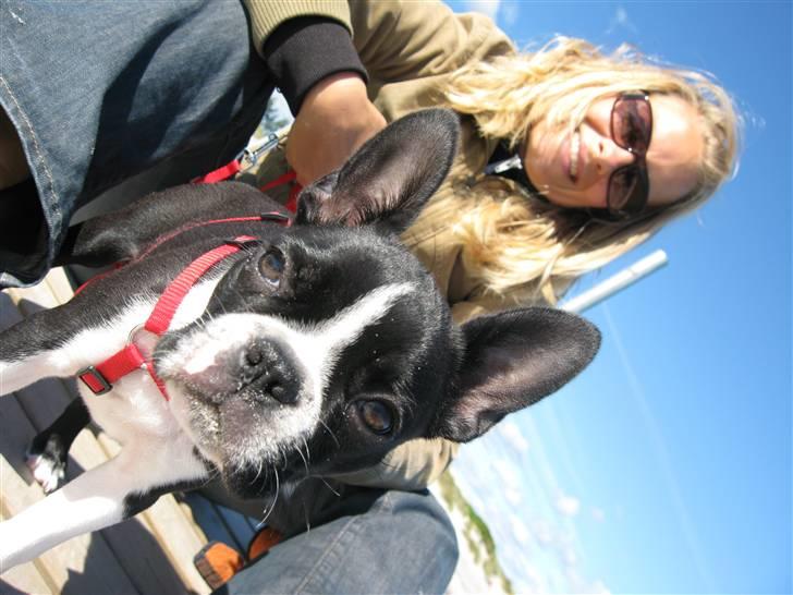 Boston terrier Emma Von H.M. billede 17