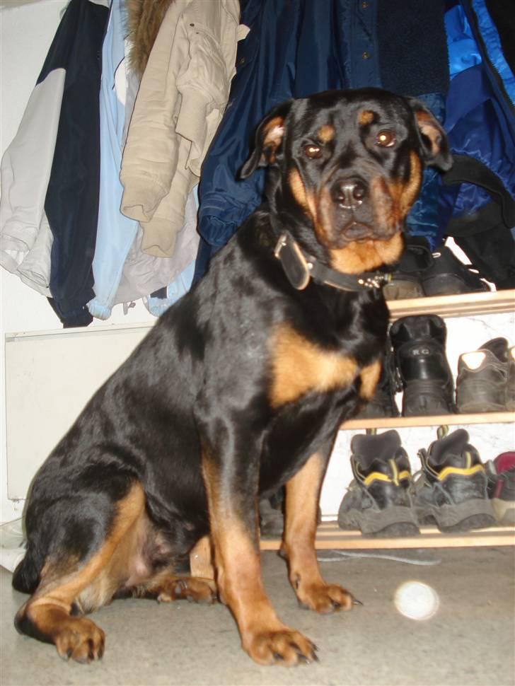 Rottweiler Troya - lalaaa billede 10