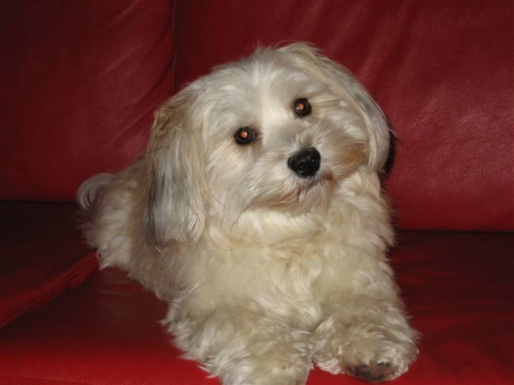 Bichon havanais Valborgs Flora (Lupe) billede 11