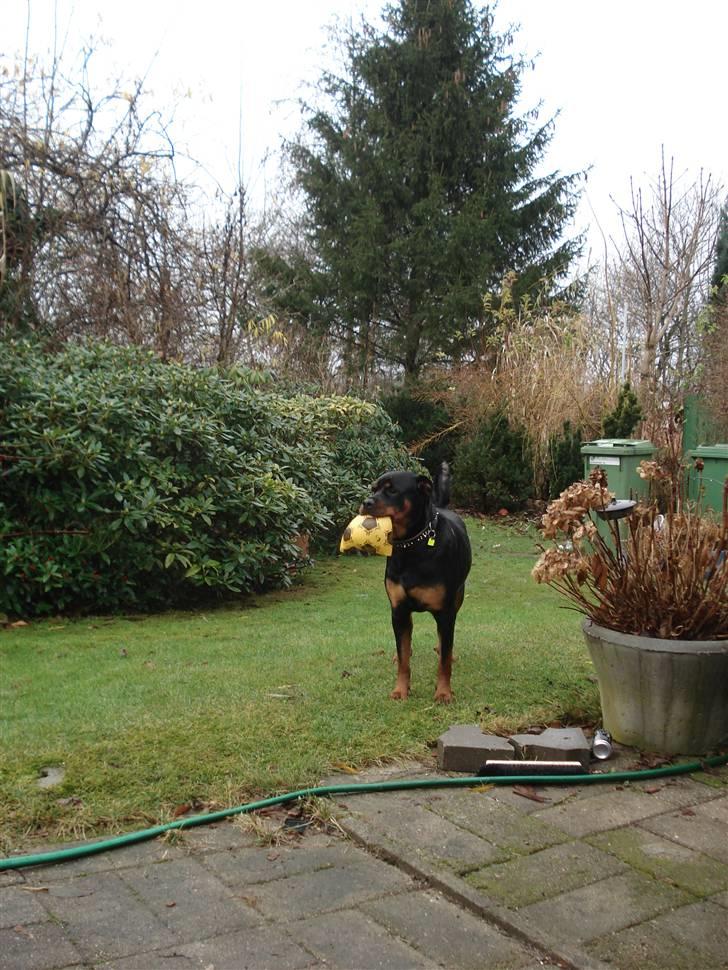 Rottweiler Troya - Ude i bedstefars & bedstemors have.. billede 11