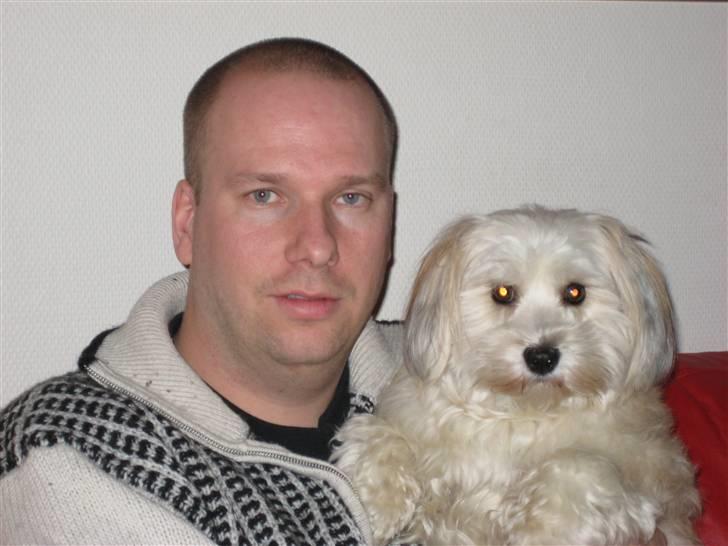 Bichon havanais Valborgs Flora (Lupe) billede 12