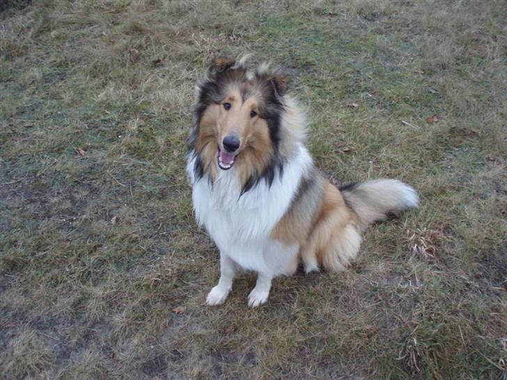 Collie langhåret Kenzo billede 1