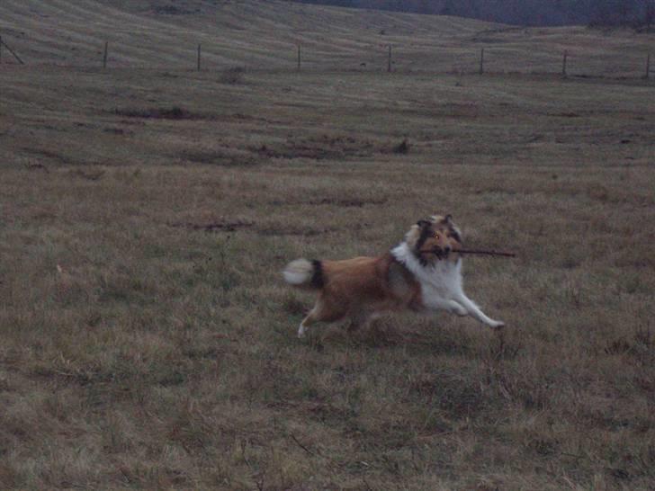 Collie langhåret Kenzo billede 2