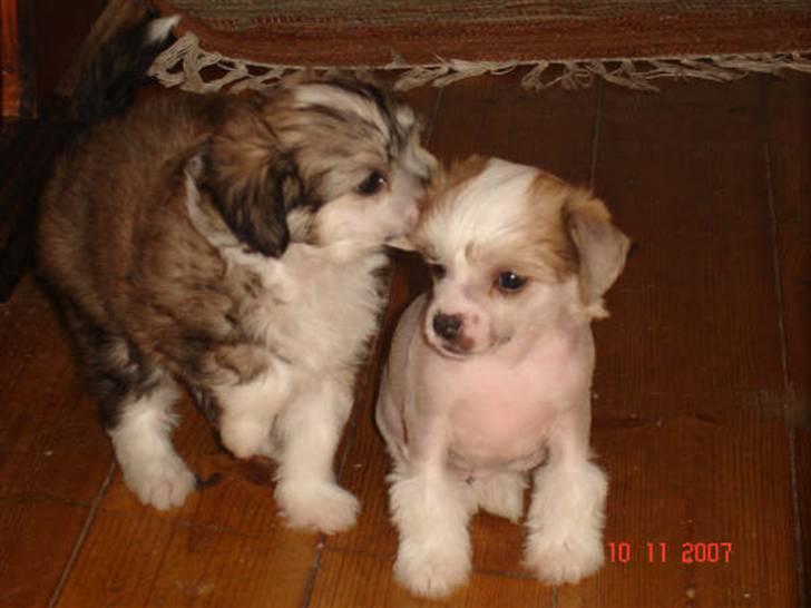 Chinese crested hårløs Scarlet - stadig 6 uger og med sign puff søster billede 2
