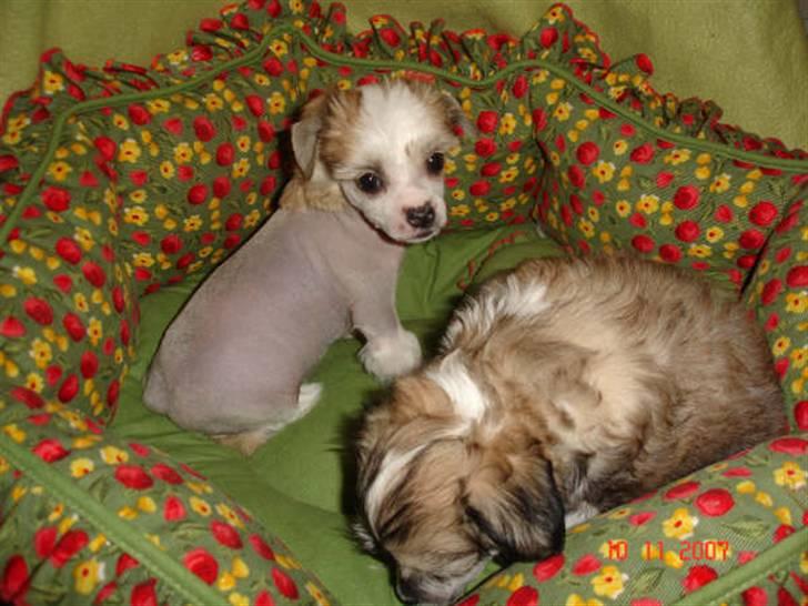 Chinese crested hårløs Scarlet - tit tit billede 3