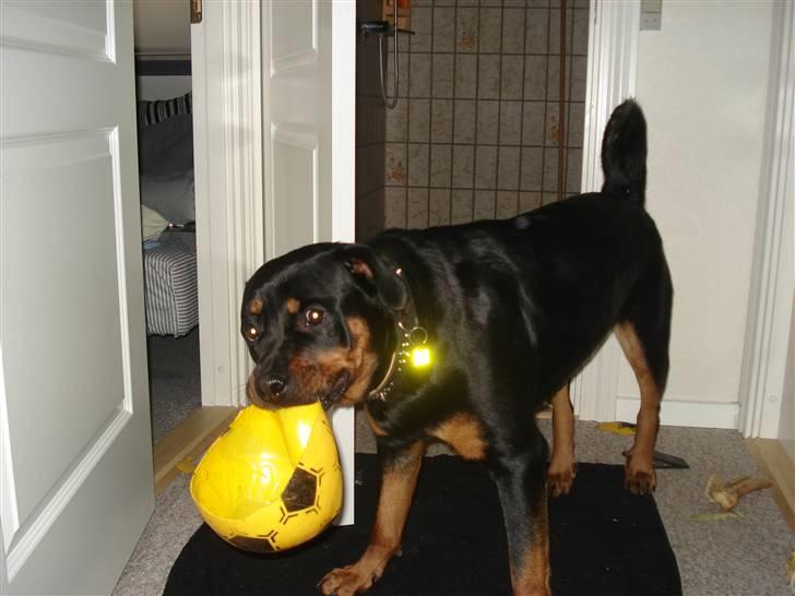 Rottweiler Troya - kom her din dumme bold... billede 12