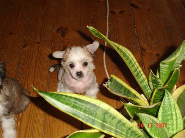 Chinese crested hårløs Scarlet - i belive i can fly..., nu 7 uger billede 4