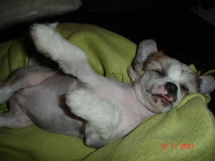 Chinese crested hårløs Scarlet - zzZ zzZ men tungen helt ude af munden billede 5