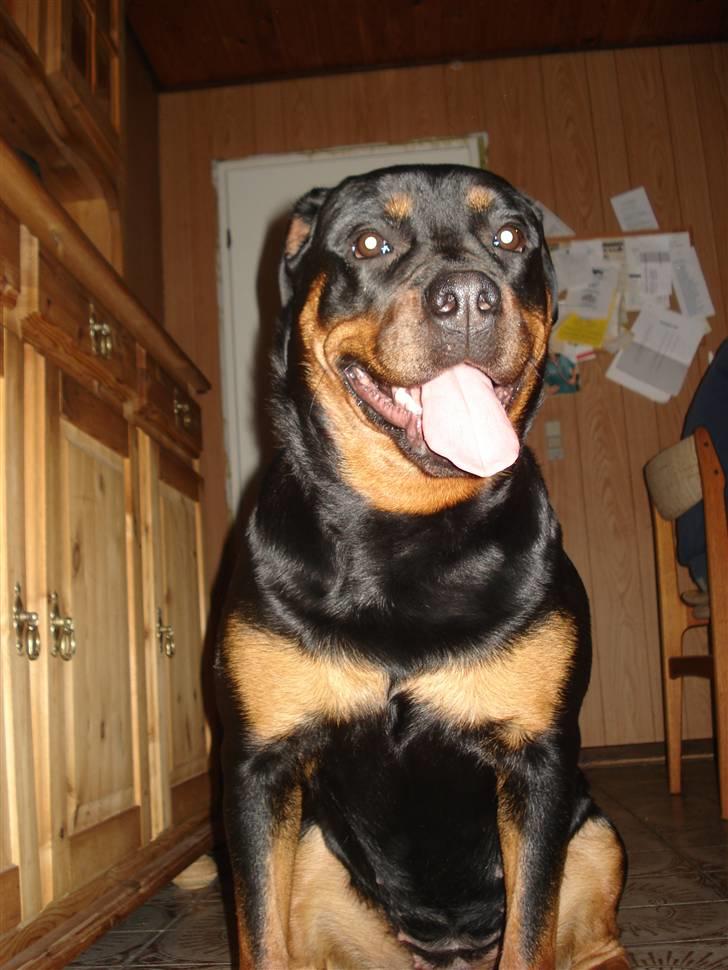 Rottweiler Troya - Ser jeg ikk sød ud nu... billede 13