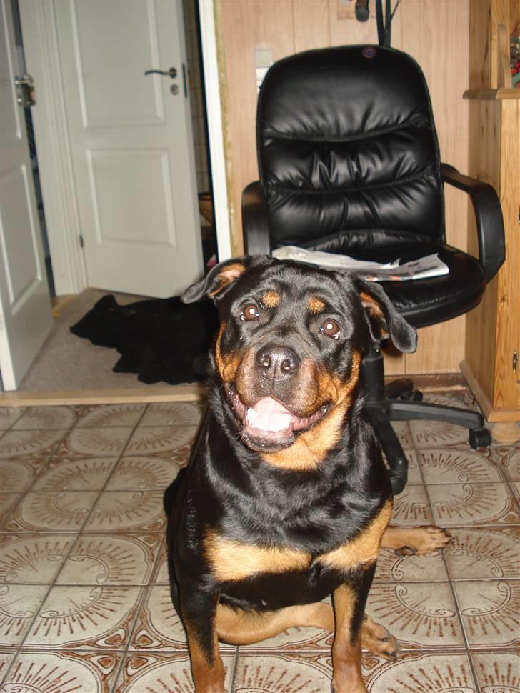 Rottweiler Troya - Jeg smilerrrrr . (; billede 14