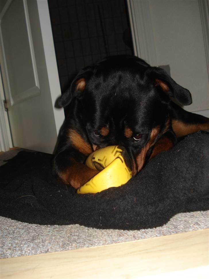 Rottweiler Troya - Elsker at bide i den bold billede 15