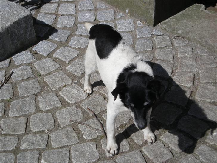 Dansk svensk gaardhund sille død  (Savn)R.I.P  - jeg elske dig sille ud vil alt have en plasse i mit hjet   billede 4