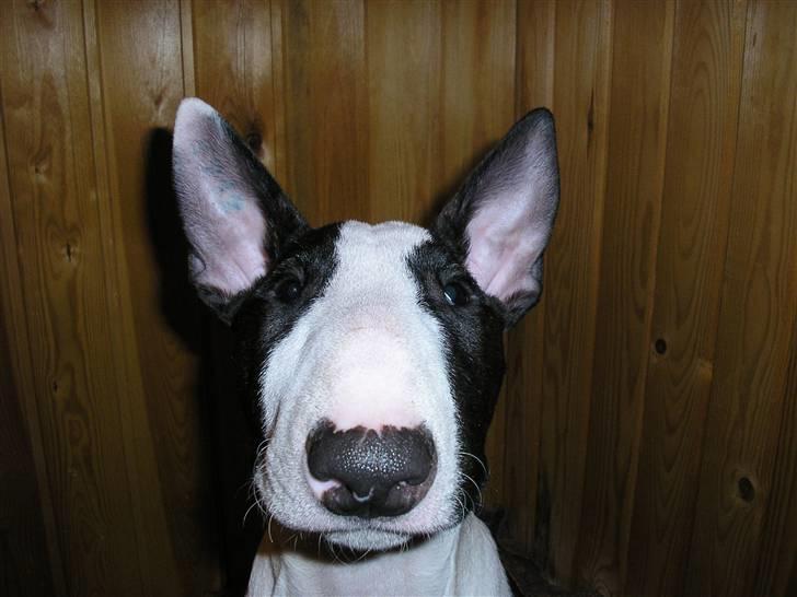 Bullterrier Karma billede 19