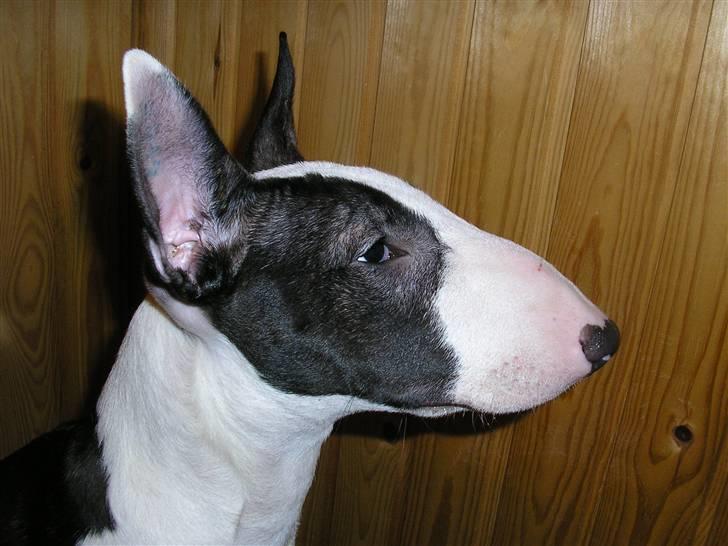 Bullterrier Karma billede 20