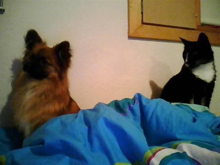 Blanding af racer Gizmo - Gizmo og sin store katteven billede 16