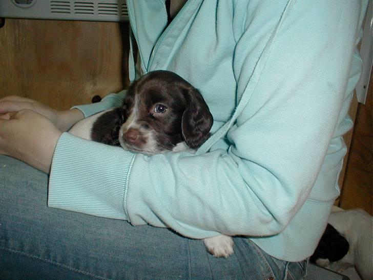 Engelsk springer spaniel Jack - Kun en måneds tid gammel. da han var lille og lidt bange for det hele. Det var dengang billede 6