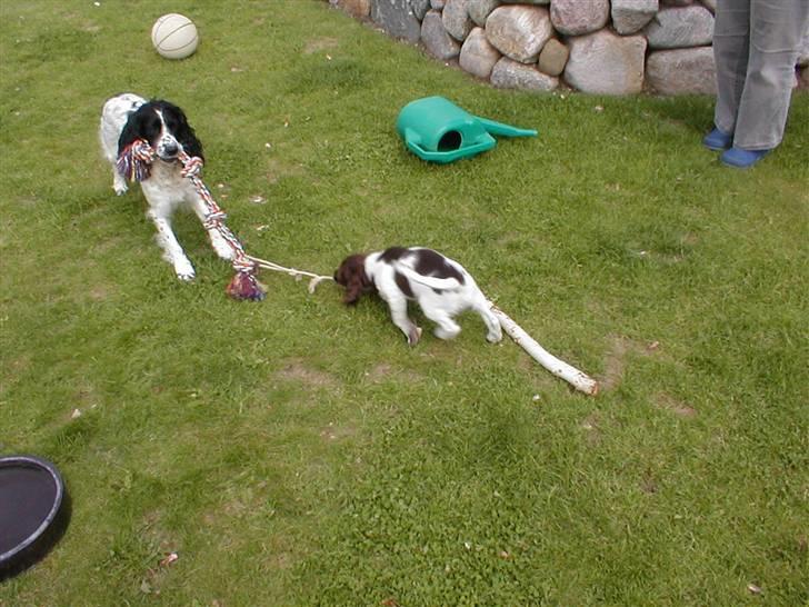 Engelsk springer spaniel Jack - Moste rBonnie var bare den bedste legekammerat hjemme i Nyborg billede 7