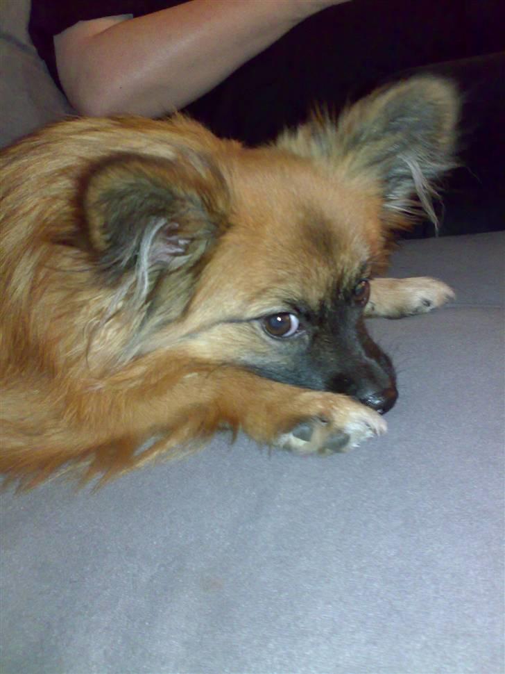 Blanding af racer Gizmo - <3 billede 17