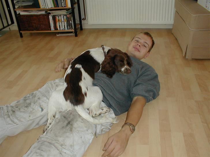 Engelsk springer spaniel Jack - ah hvor er det dejligt at sove på fars mave billede 8