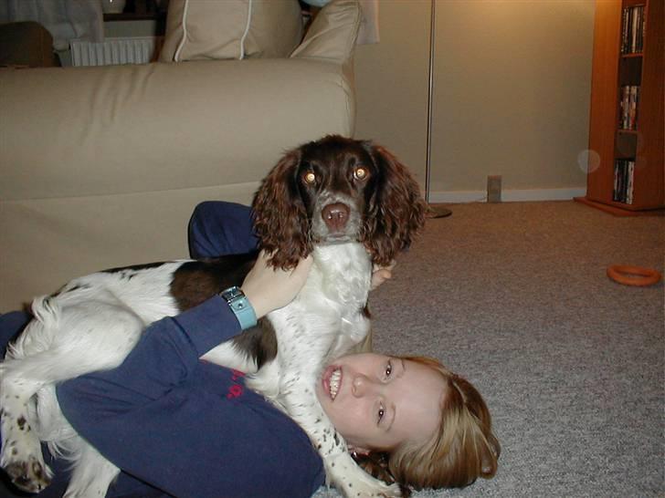 Engelsk springer spaniel Jack - hva! er det mig du tager billede af?!? billede 9
