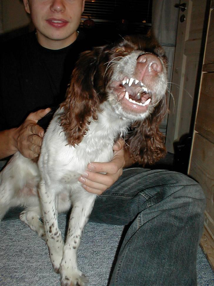 Engelsk springer spaniel Jack - wraaah- du skal ikke komme he rog tage billede - jeg kan være slem og farlig billede 10