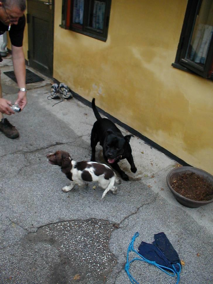 Engelsk springer spaniel Jack billede 11