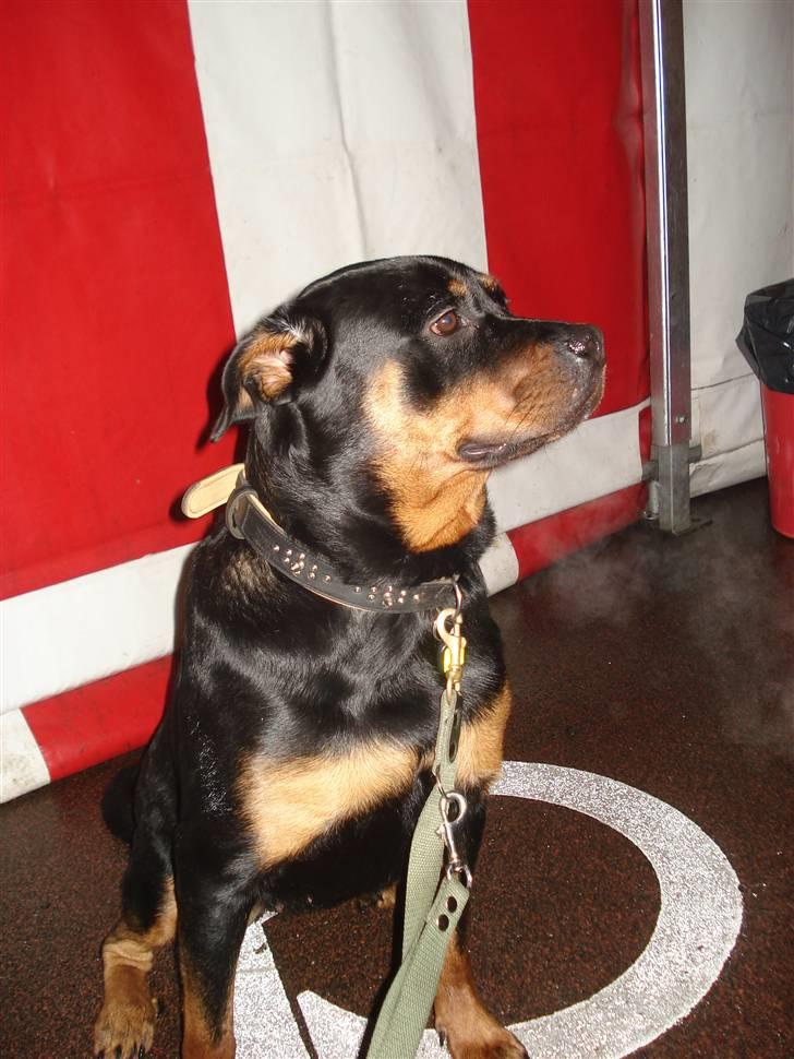 Rottweiler Troya - Hygger mig når jeg er med i byen.. billede 16