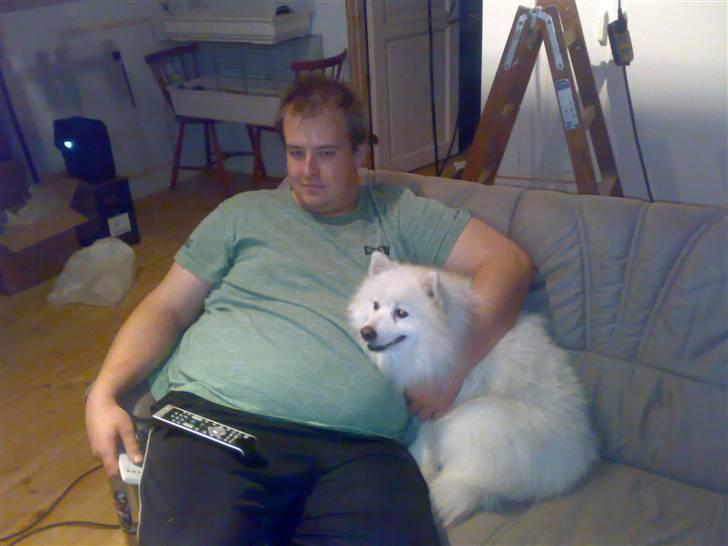 Japansk spids Fonzie billede 12