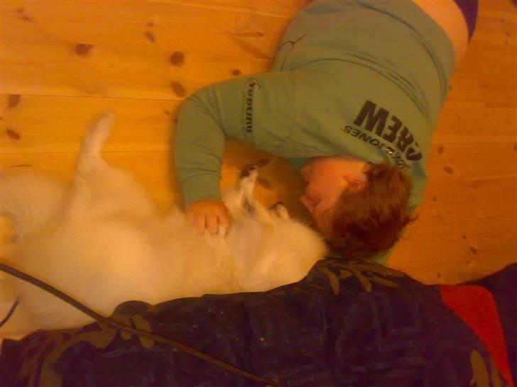 Japansk spids Fonzie billede 13