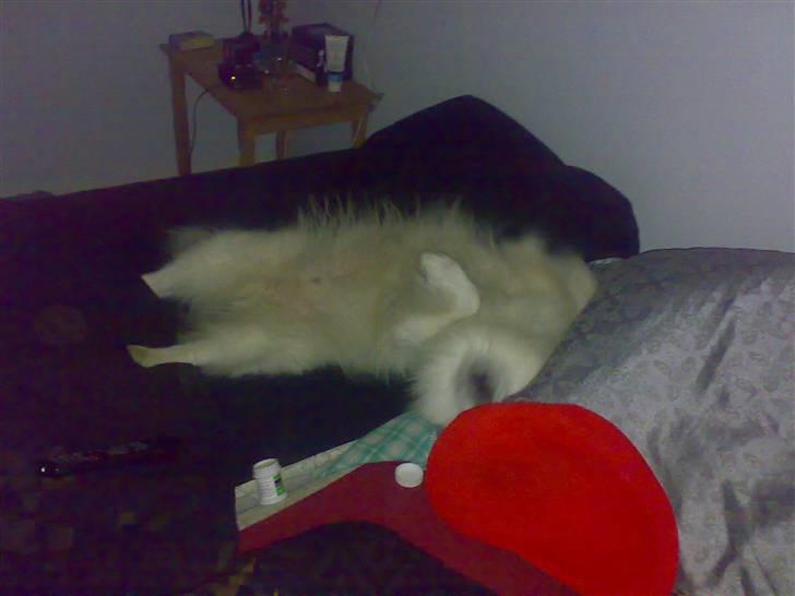 Japansk spids Fonzie billede 14