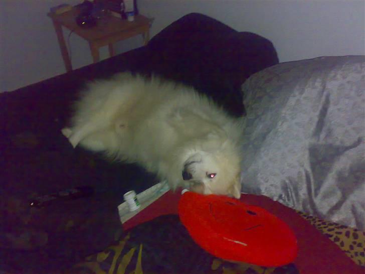 Japansk spids Fonzie billede 15