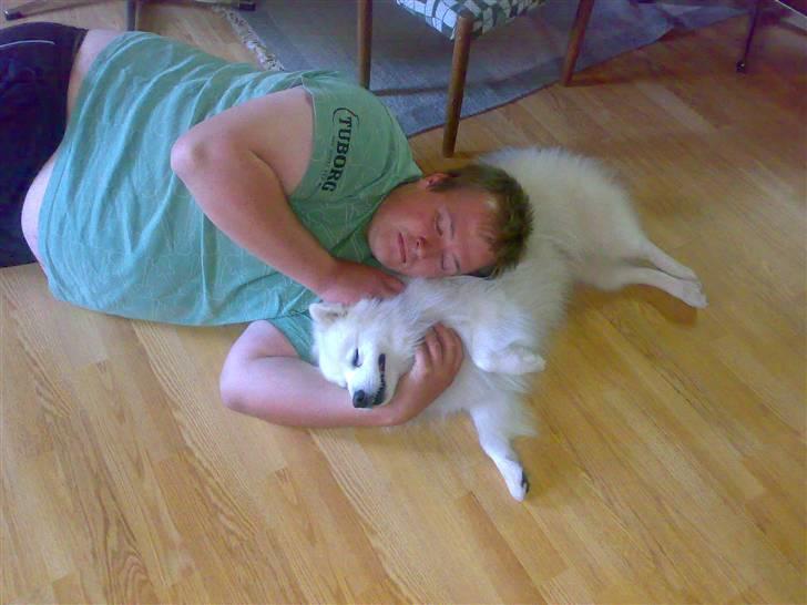 Japansk spids Fonzie billede 16