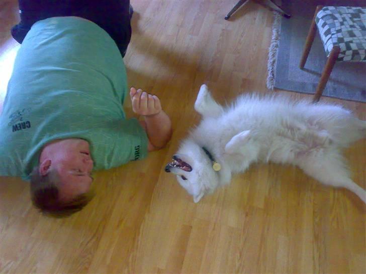 Japansk spids Fonzie billede 17