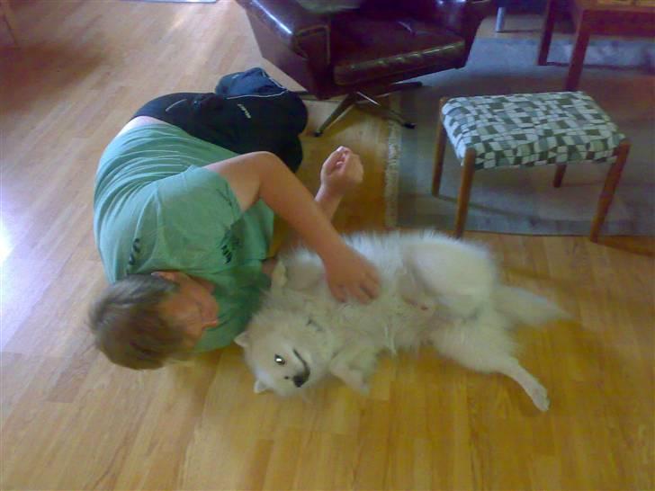 Japansk spids Fonzie billede 18